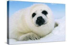 Harp Seal Pup Close-Up of Head-null-Stretched Canvas