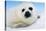 Harp Seal Pup Close-Up of Head-null-Stretched Canvas