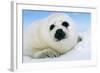 Harp Seal Pup Close-Up of Head-null-Framed Photographic Print