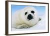 Harp Seal Pup Close-Up of Head-null-Framed Photographic Print