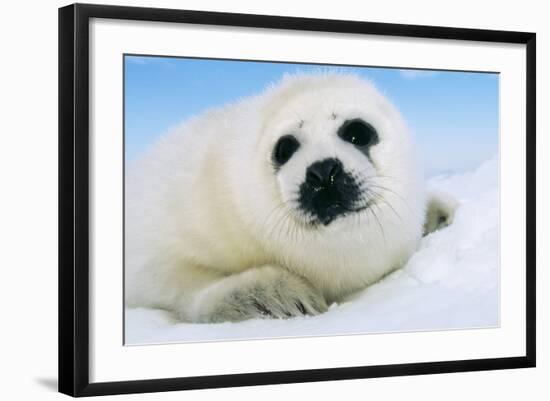 Harp Seal Pup Close-Up of Head-null-Framed Photographic Print