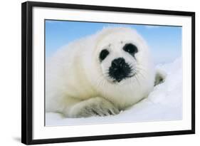 Harp Seal Pup Close-Up of Head-null-Framed Photographic Print