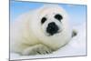 Harp Seal Pup Close-Up of Head-null-Mounted Photographic Print