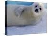 Harp Seal Pup, Gulf of St. Lawrence, Canada-Gavriel Jecan-Stretched Canvas