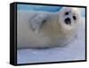 Harp Seal Pup, Gulf of St. Lawrence, Canada-Gavriel Jecan-Framed Stretched Canvas