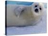 Harp Seal Pup, Gulf of St. Lawrence, Canada-Gavriel Jecan-Stretched Canvas