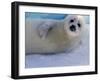 Harp Seal Pup, Gulf of St. Lawrence, Canada-Gavriel Jecan-Framed Photographic Print