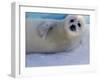 Harp Seal Pup, Gulf of St. Lawrence, Canada-Gavriel Jecan-Framed Photographic Print