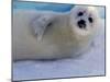 Harp Seal Pup, Gulf of St. Lawrence, Canada-Gavriel Jecan-Mounted Photographic Print