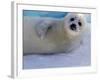 Harp Seal Pup, Gulf of St. Lawrence, Canada-Gavriel Jecan-Framed Photographic Print