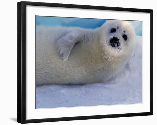Harp Seal Pup, Gulf of St. Lawrence, Canada-Gavriel Jecan-Framed Photographic Print