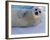 Harp Seal Pup, Gulf of St. Lawrence, Canada-Gavriel Jecan-Framed Photographic Print