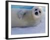 Harp Seal Pup, Gulf of St. Lawrence, Canada-Gavriel Jecan-Framed Photographic Print