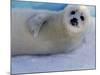Harp Seal Pup, Gulf of St. Lawrence, Canada-Gavriel Jecan-Mounted Photographic Print