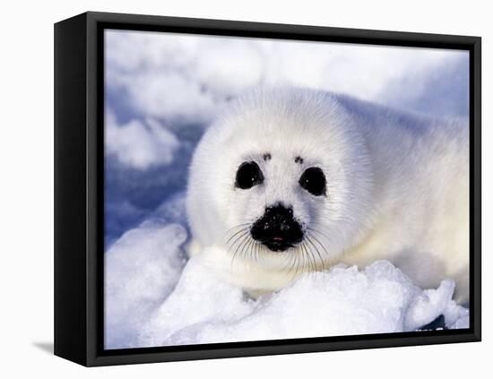 Harp Seal Pup, Gulf of St. Lawrence, Quebec, Canada-Michael DeFreitas-Framed Stretched Canvas