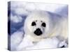 Harp Seal Pup, Gulf of St. Lawrence, Quebec, Canada-Michael DeFreitas-Stretched Canvas