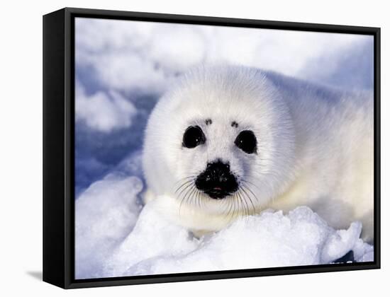 Harp Seal Pup, Gulf of St. Lawrence, Quebec, Canada-Michael DeFreitas-Framed Stretched Canvas