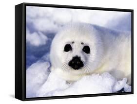 Harp Seal Pup, Gulf of St. Lawrence, Quebec, Canada-Michael DeFreitas-Framed Stretched Canvas