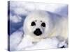 Harp Seal Pup, Gulf of St. Lawrence, Quebec, Canada-Michael DeFreitas-Stretched Canvas