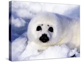 Harp Seal Pup, Gulf of St. Lawrence, Quebec, Canada-Michael DeFreitas-Stretched Canvas