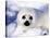 Harp Seal Pup, Gulf of St. Lawrence, Quebec, Canada-Michael DeFreitas-Stretched Canvas