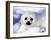 Harp Seal Pup, Gulf of St. Lawrence, Quebec, Canada-Michael DeFreitas-Framed Photographic Print