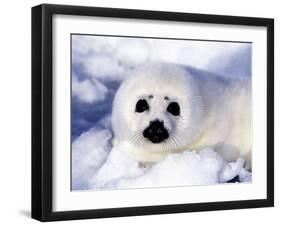 Harp Seal Pup, Gulf of St. Lawrence, Quebec, Canada-Michael DeFreitas-Framed Photographic Print