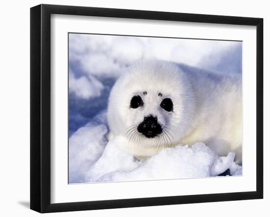 Harp Seal Pup, Gulf of St. Lawrence, Quebec, Canada-Michael DeFreitas-Framed Photographic Print