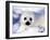 Harp Seal Pup, Gulf of St. Lawrence, Quebec, Canada-Michael DeFreitas-Framed Photographic Print