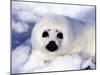 Harp Seal Pup, Gulf of St. Lawrence, Quebec, Canada-Michael DeFreitas-Mounted Photographic Print