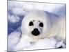 Harp Seal Pup, Gulf of St. Lawrence, Quebec, Canada-Michael DeFreitas-Mounted Photographic Print