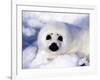Harp Seal Pup, Gulf of St. Lawrence, Quebec, Canada-Michael DeFreitas-Framed Photographic Print