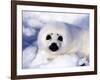 Harp Seal Pup, Gulf of St. Lawrence, Quebec, Canada-Michael DeFreitas-Framed Photographic Print