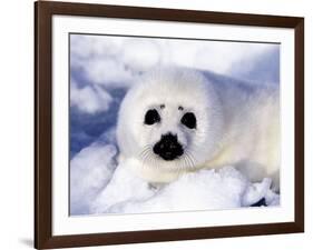 Harp Seal Pup, Gulf of St. Lawrence, Quebec, Canada-Michael DeFreitas-Framed Photographic Print