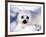 Harp Seal Pup, Gulf of St. Lawrence, Quebec, Canada-Michael DeFreitas-Framed Photographic Print