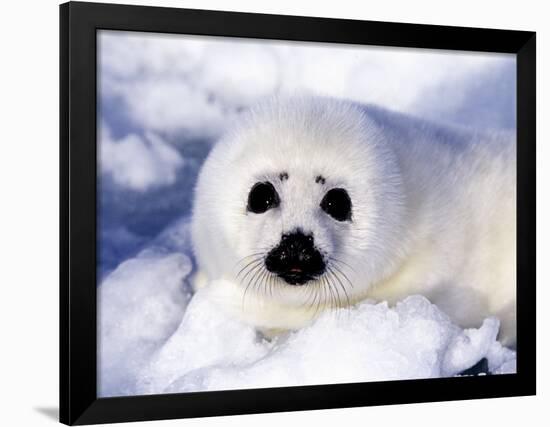 Harp Seal Pup, Gulf of St. Lawrence, Quebec, Canada-Michael DeFreitas-Framed Photographic Print