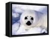 Harp Seal Pup, Gulf of St. Lawrence, Quebec, Canada-Michael DeFreitas-Framed Stretched Canvas