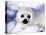 Harp Seal Pup, Gulf of St. Lawrence, Quebec, Canada-Michael DeFreitas-Stretched Canvas