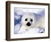 Harp Seal Pup, Gulf of St. Lawrence, Quebec, Canada-Michael DeFreitas-Framed Photographic Print