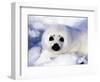 Harp Seal Pup, Gulf of St. Lawrence, Quebec, Canada-Michael DeFreitas-Framed Photographic Print