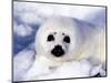 Harp Seal Pup, Gulf of St. Lawrence, Quebec, Canada-Michael DeFreitas-Mounted Photographic Print