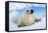 Harp Seal Pup Lying on Ice, Facing Camera-null-Framed Stretched Canvas