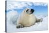 Harp Seal Pup Lying on Ice, Facing Camera-null-Stretched Canvas