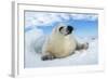 Harp Seal Pup Lying on Ice, Facing Camera-null-Framed Photographic Print