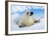 Harp Seal Pup Lying on Ice, Facing Camera-null-Framed Photographic Print