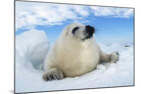 Harp Seal Pup Lying on Ice, Facing Camera-null-Mounted Photographic Print
