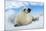 Harp Seal Pup Lying on Ice, Facing Camera-null-Mounted Photographic Print
