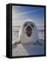 Harp Seal Pup on Ice, Iles De La Madeleine, Canada, Quebec-Keren Su-Framed Stretched Canvas