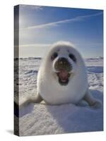 Harp Seal Pup on Ice, Iles De La Madeleine, Canada, Quebec-Keren Su-Stretched Canvas