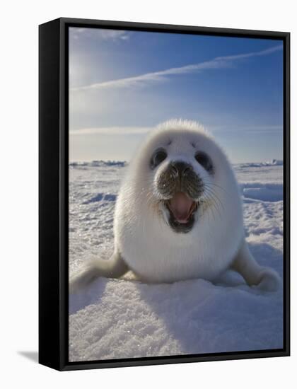 Harp Seal Pup on Ice, Iles De La Madeleine, Canada, Quebec-Keren Su-Framed Stretched Canvas